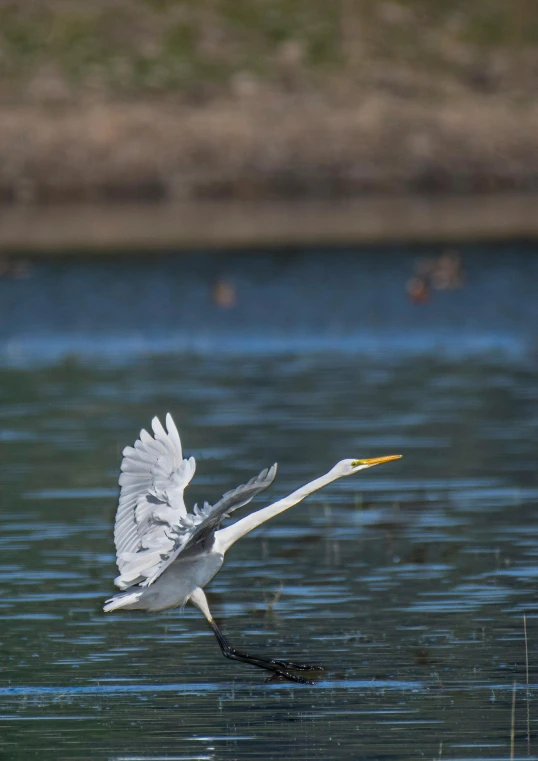 white bird landing on a body of water