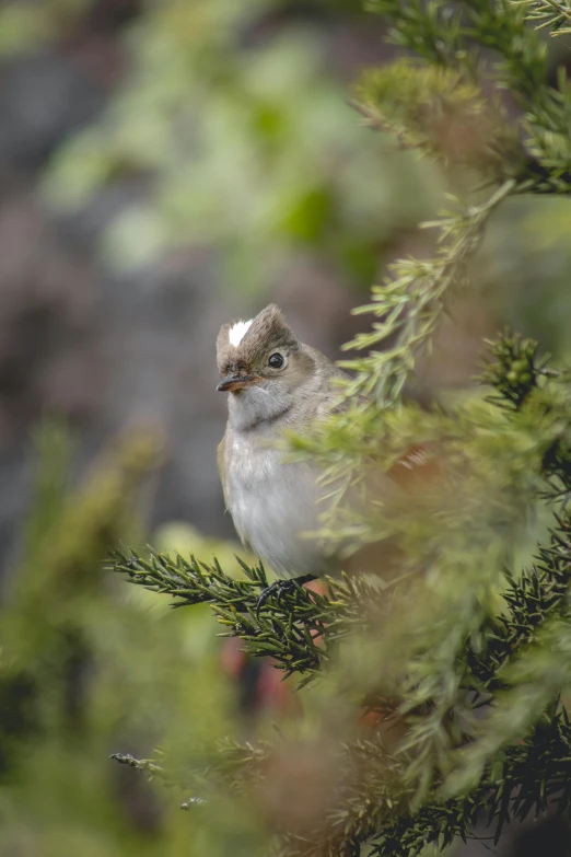 a bird sitting on top of a pine tree