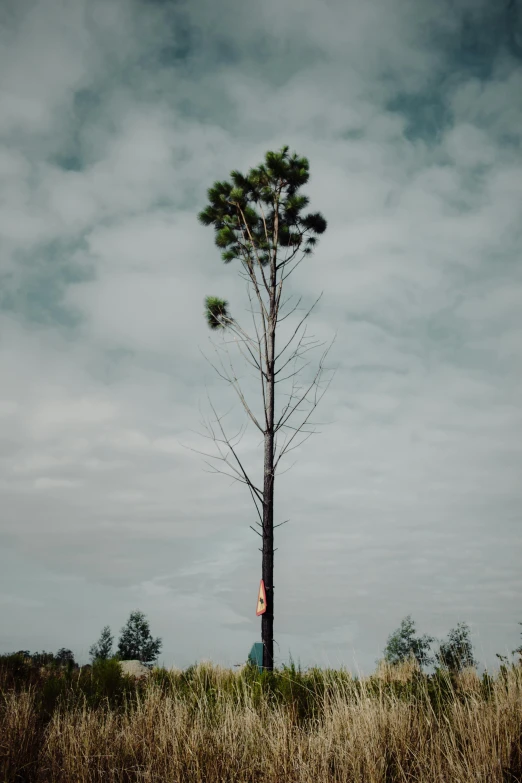 a person standing underneath a tall tree under a cloudy sky