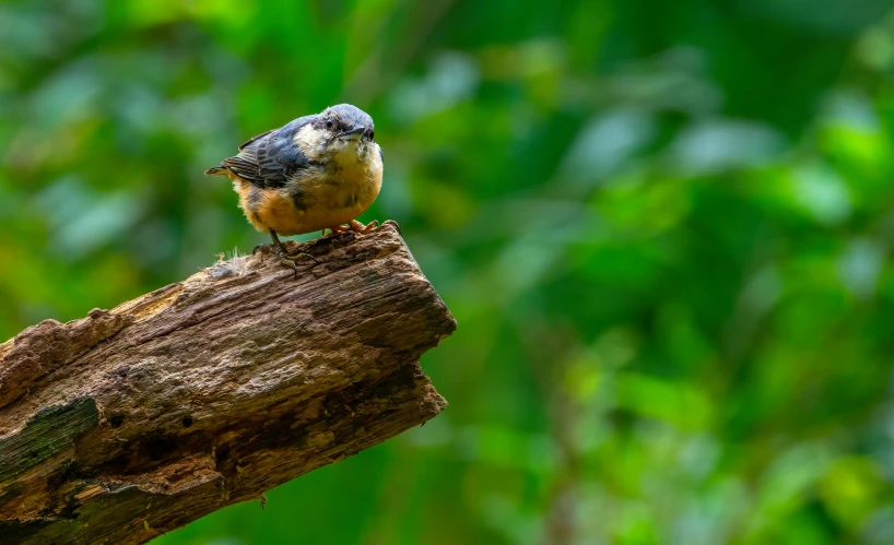 the small bird is perched on the nch