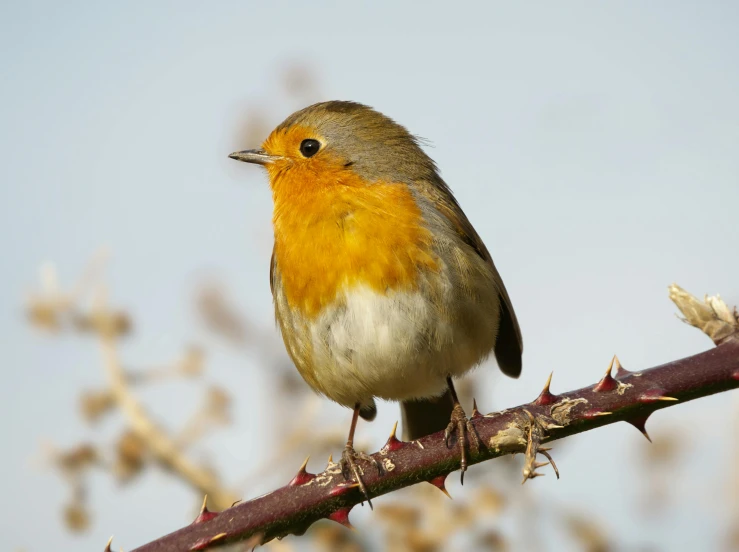 small bird on a thin nch with no leaves