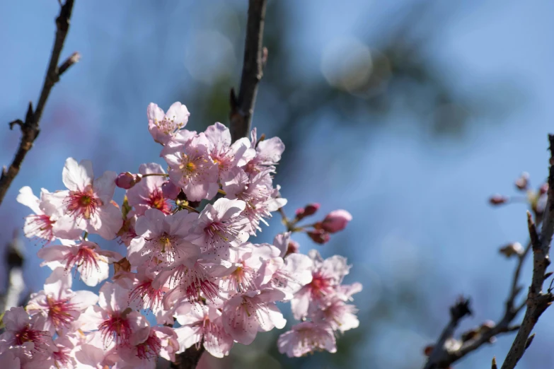 a flowering nch with pink flowers against a blue sky