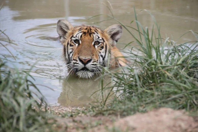 a tiger in the water looking at the camera