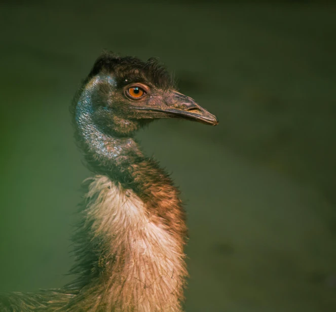 an image of a close up of a bird that is looking at soing