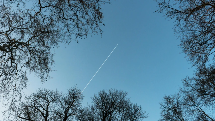 the view through the nches of trees at an airplane passing