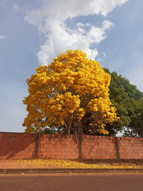 trees are planted along the red brick wall