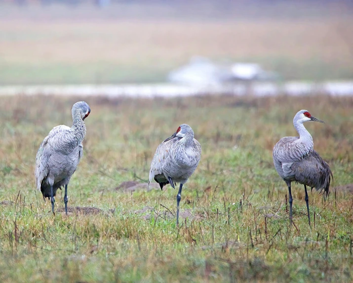 three gray birds stand in a grassy area