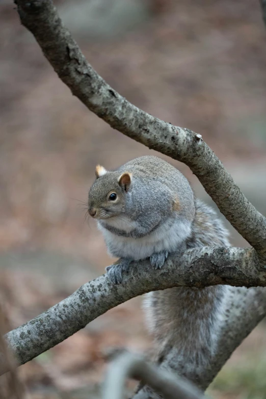 the small squirrel is sitting on the limb of the tree