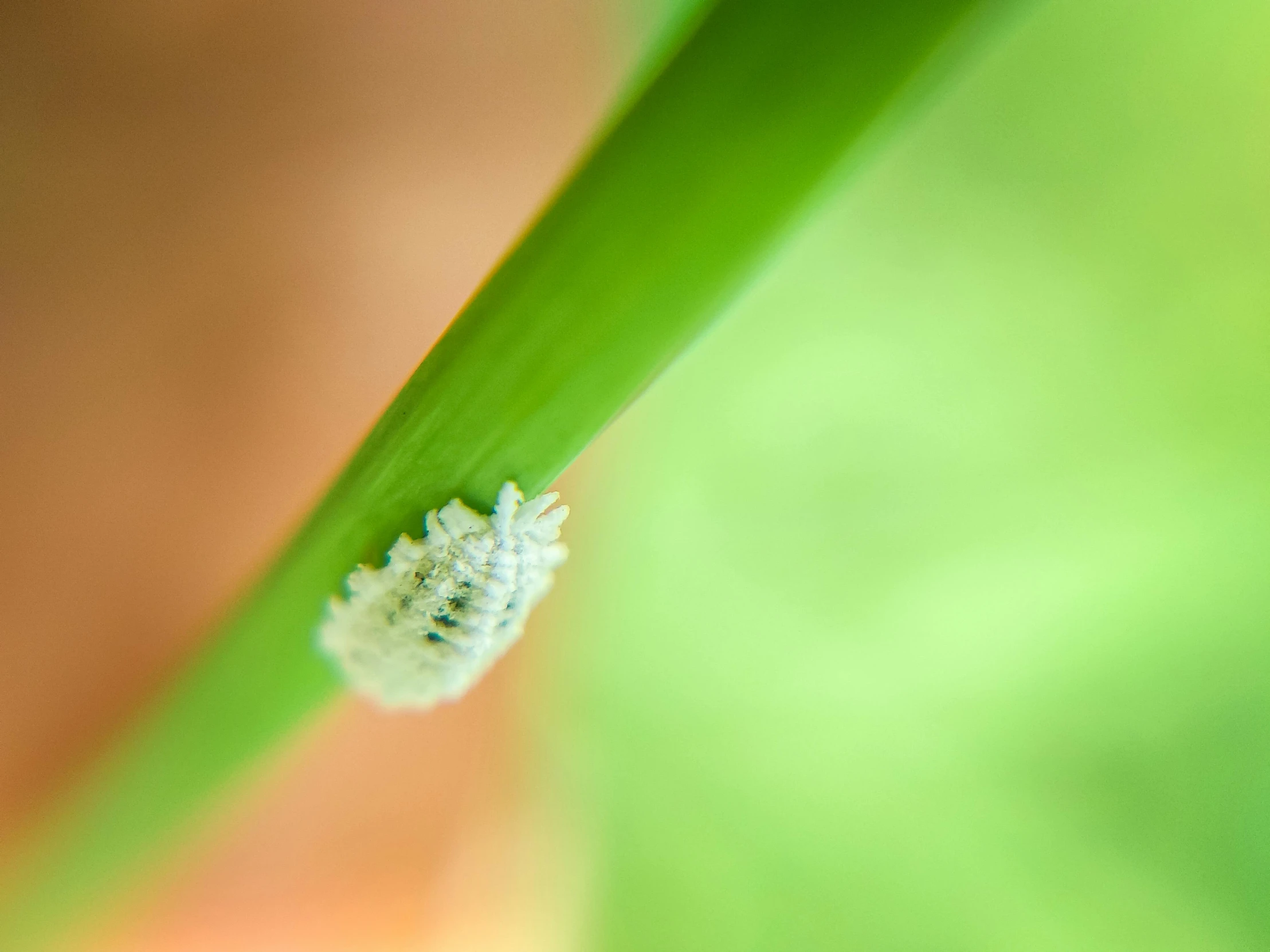 a close up picture of a bug on a plant leaf