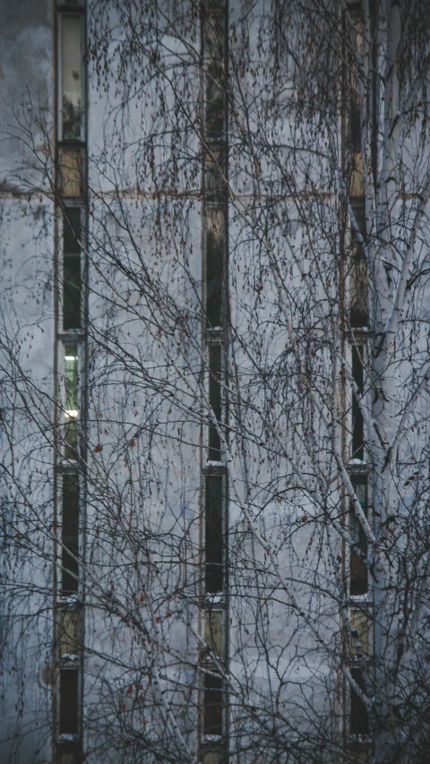 the reflection of trees behind a window in the reflection