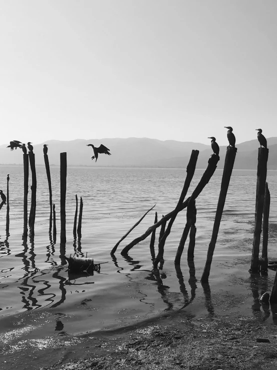 the birds are standing on wooden poles in the water