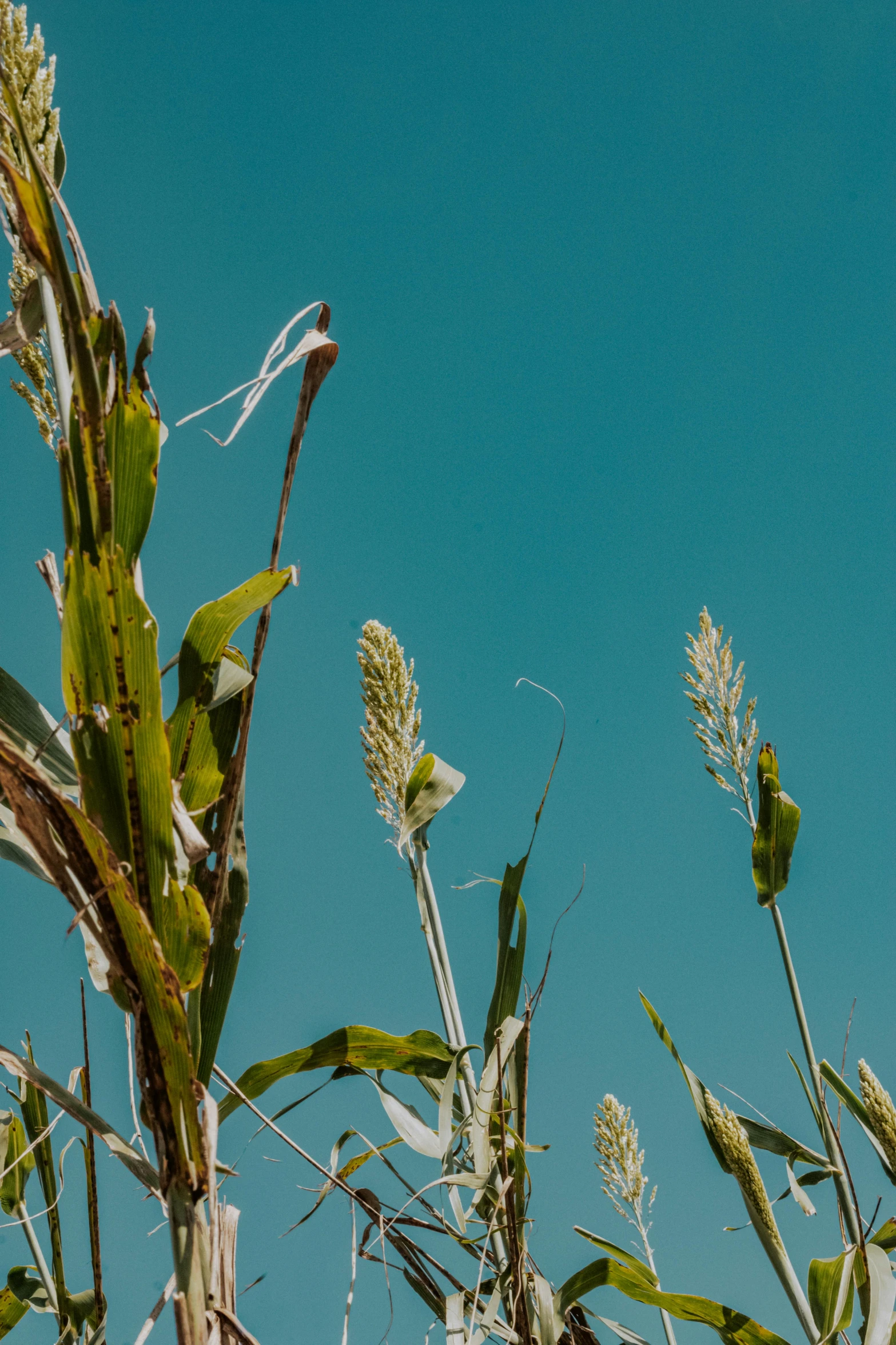 the nches of tall plants with long, skinny leaves