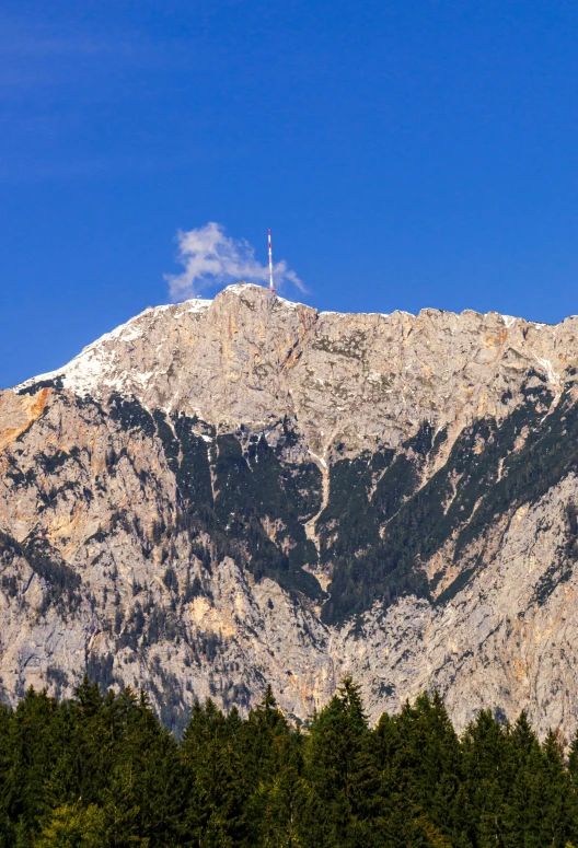 trees stand in front of a mountain range