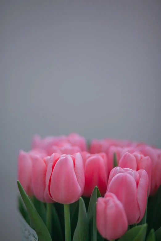 pink tulips sitting in the center of a flower pot