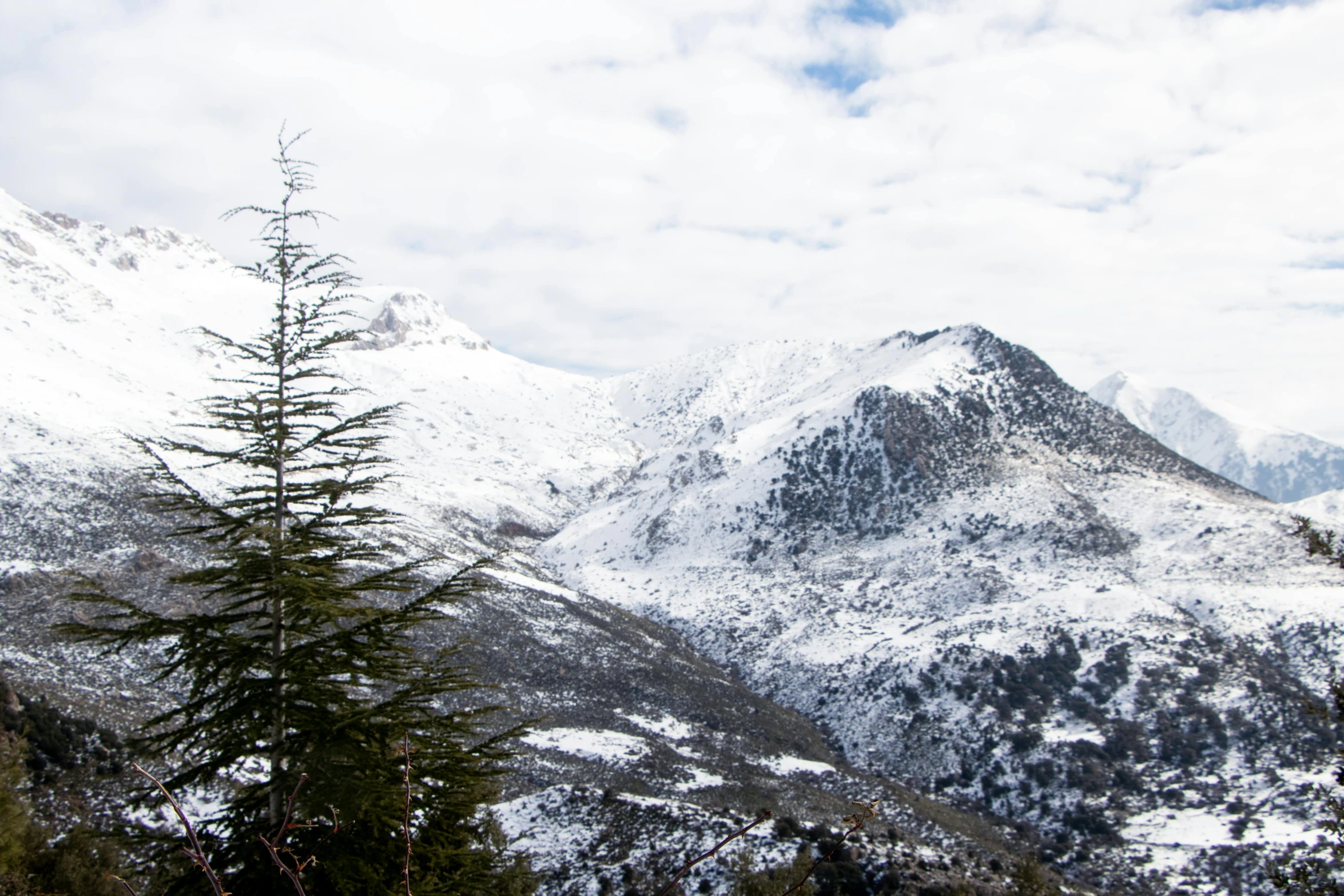 the snow covered mountains overlook a fir tree