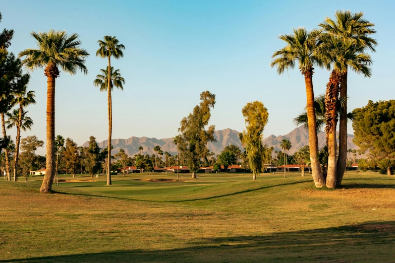 a view of a golf course with palm trees