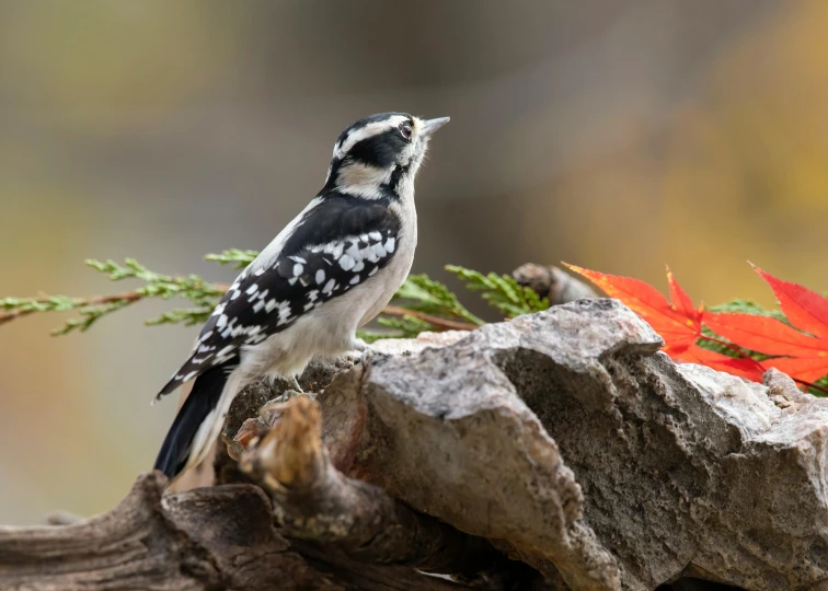 the bird is perched on a nch with two leaves