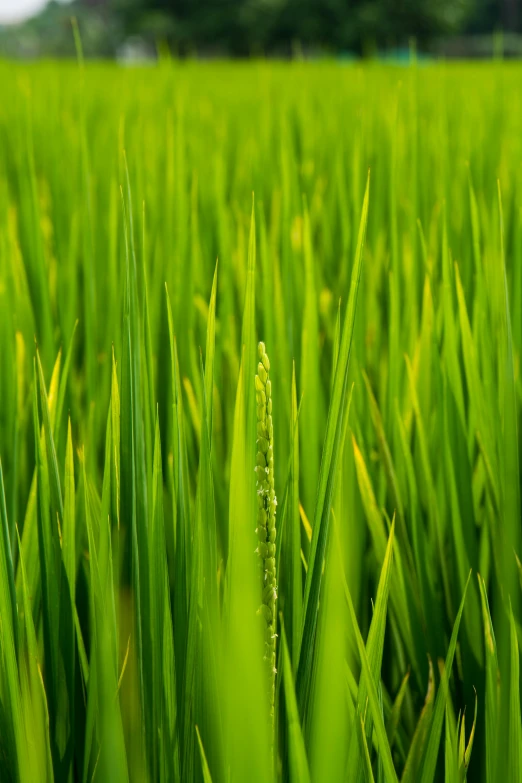 a view from below of green grass on the ground