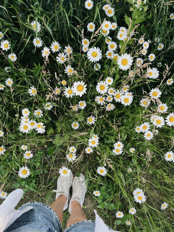 the top view of a person with shoes standing in front of daisies