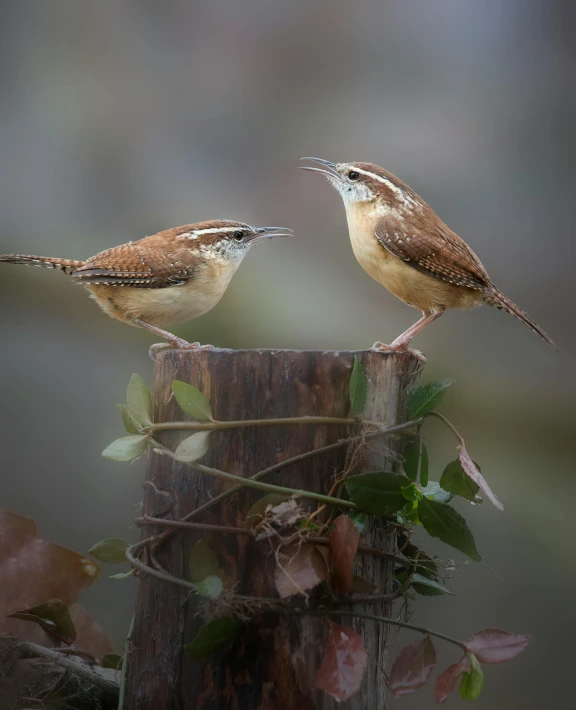 two birds stand on the tree stumps that look like they're holding their beaks open