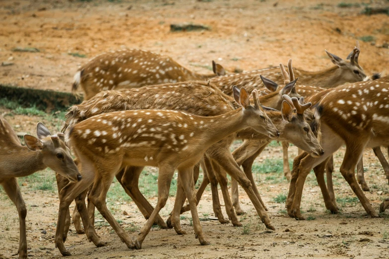 many deer standing in a group with one being hugged by the other