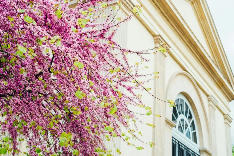 beautiful pink blossoming tree in front of building