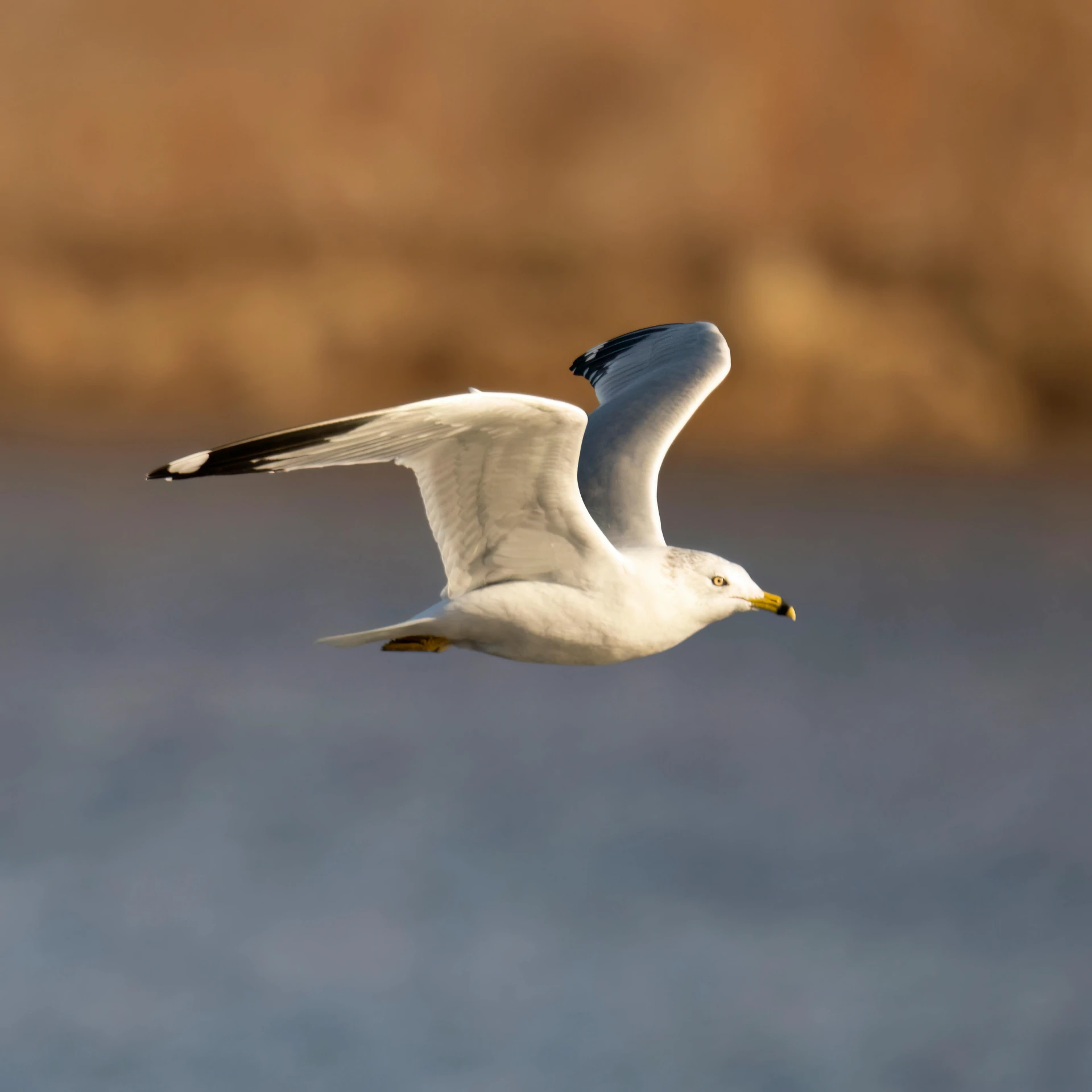 a small white bird flying over a body of water