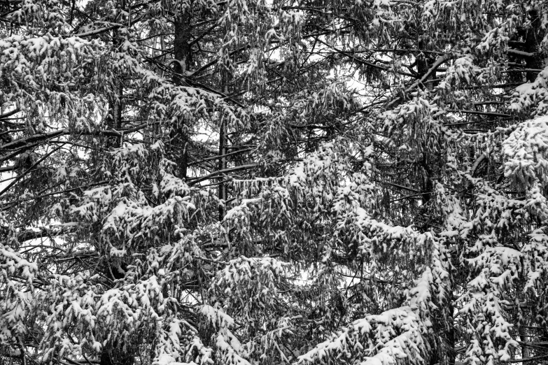 an image of black trees in the rain