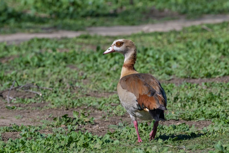 a brown and black bird stands in the grass