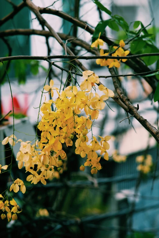 yellow flowers on the tree are blooming