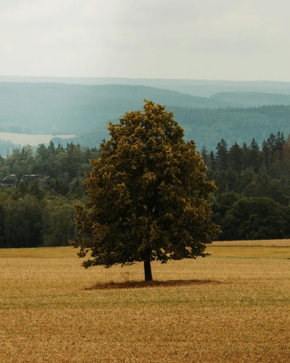 the lone tree in the middle of the grassy field