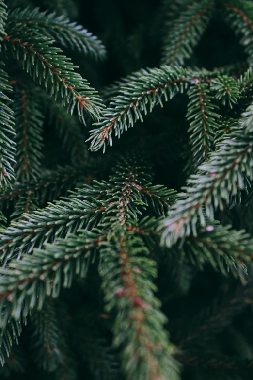 close up image of a pine tree