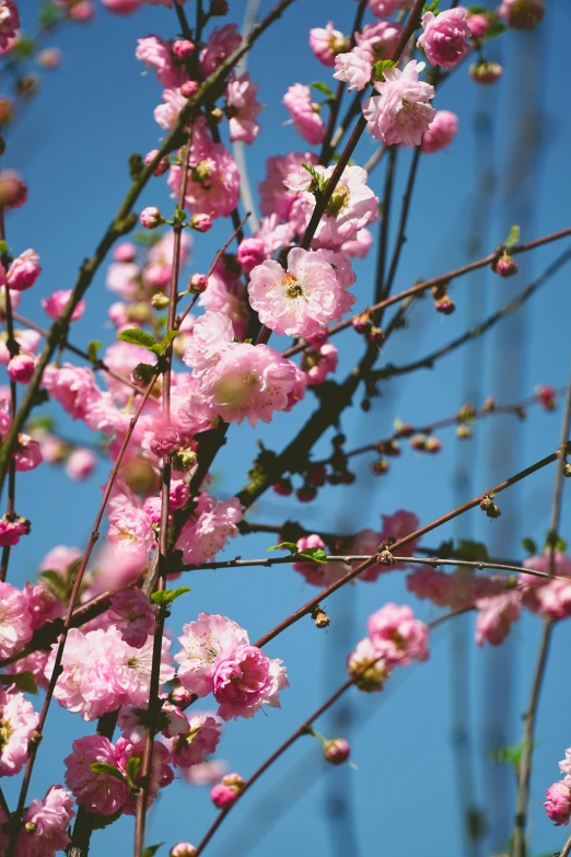 a bush of flowers with sky in the background