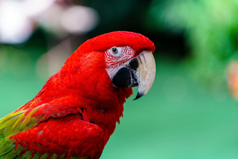 a red parrot with a white beak is on its perch