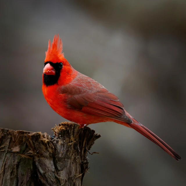 a red bird perched on a stump with red wings