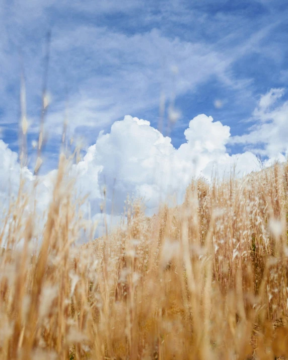 a cow is laying in a field on the grass