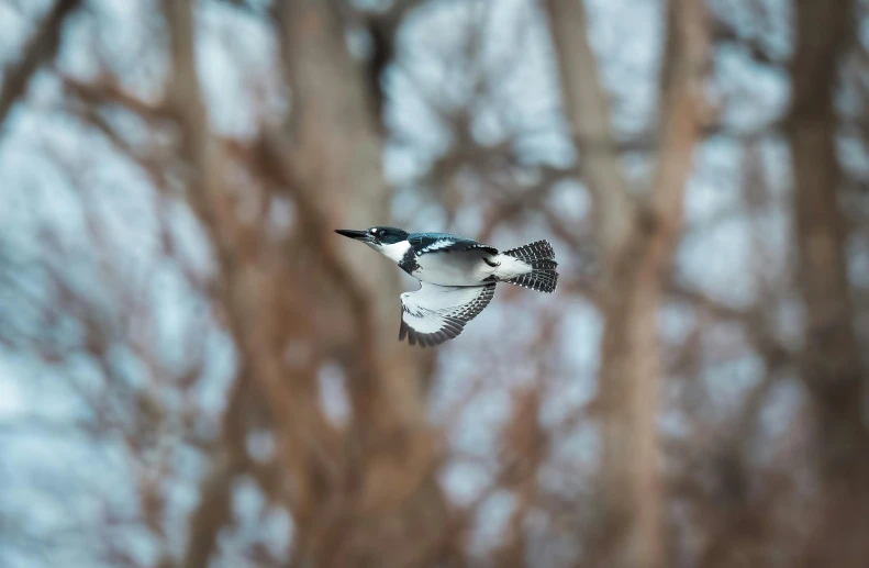 a bird is flying with its wings spread