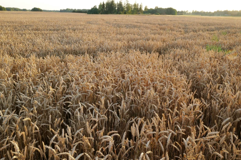 the view from an airplane window shows tall stalks of wheat