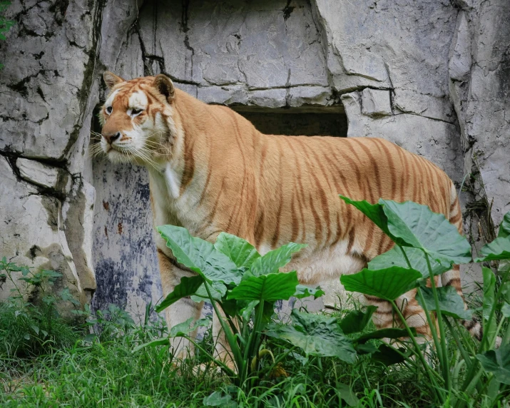 a tiger standing inside of a cave in a zoo