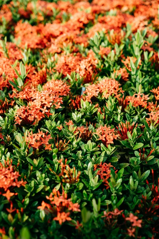 many small orange flowers growing in the green field