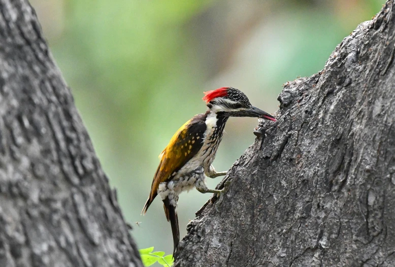 a woodpecker climbing up a tree nch in the forest