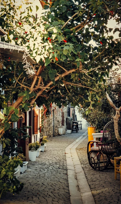 a cobblestone walkway under tree nches in a neighborhood