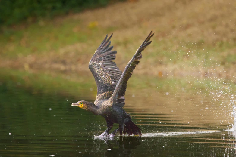 an image of a bird that is in the water