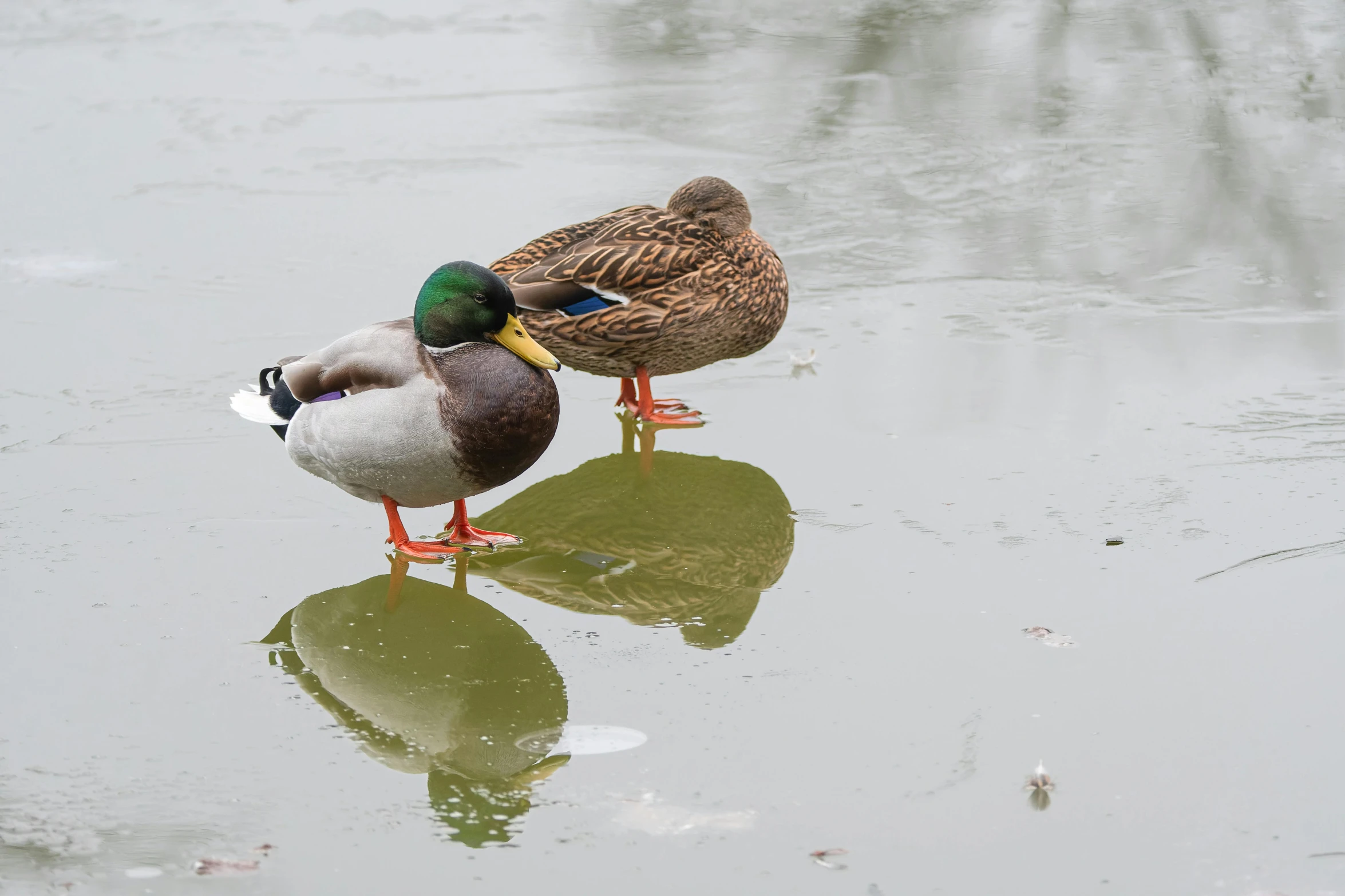 two ducks stand in water next to each other