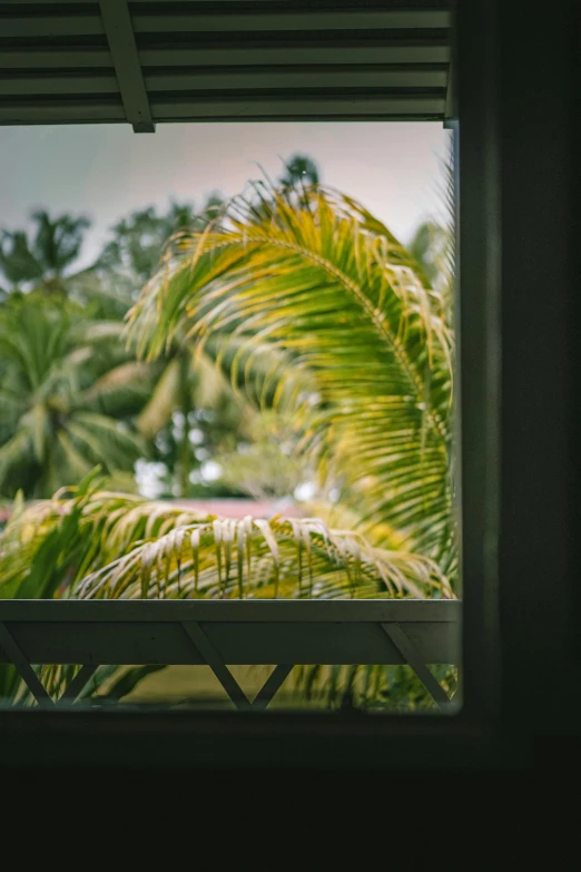 a view out a window of trees and a bench