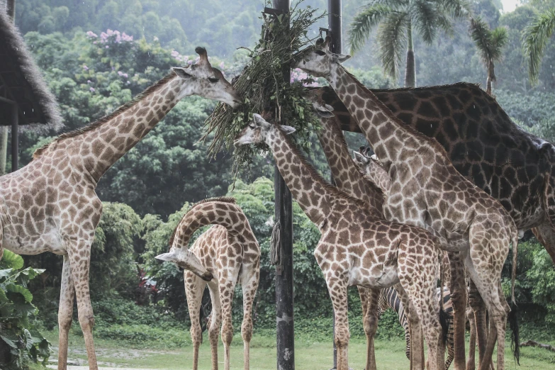 a bunch of giraffe standing around and eating food