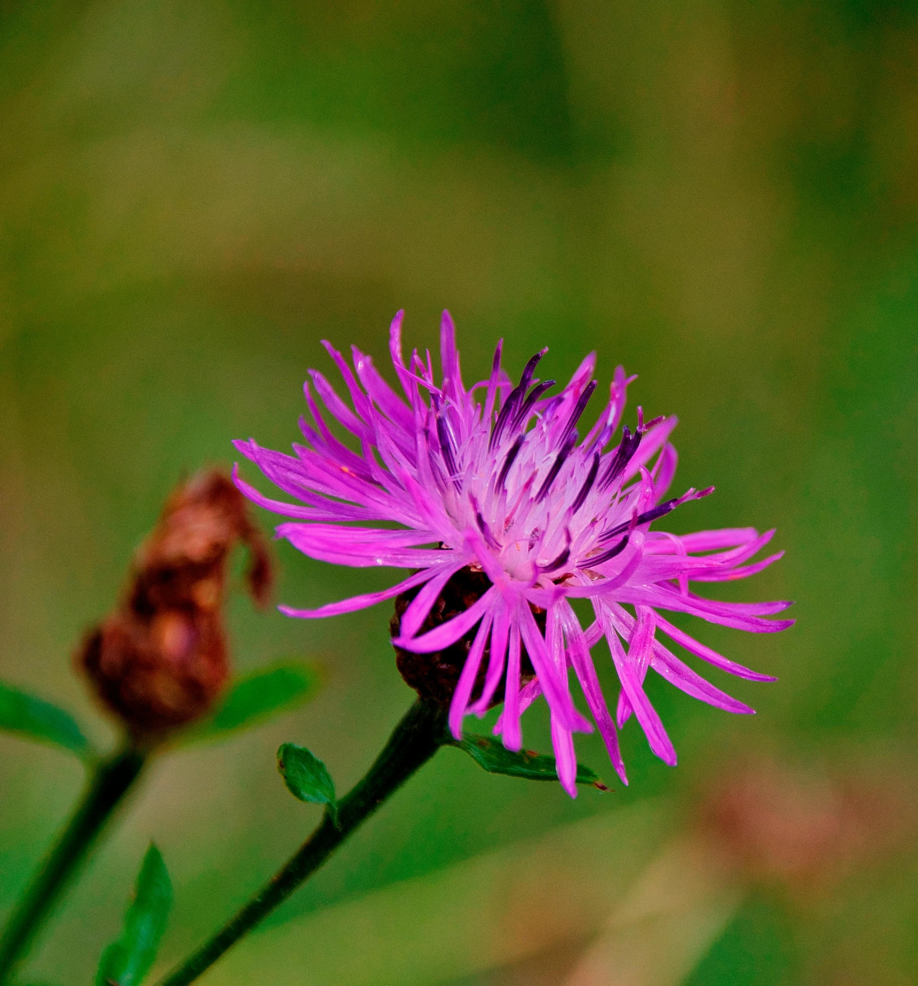 a large flower with a little purple center sitting in the middle of it