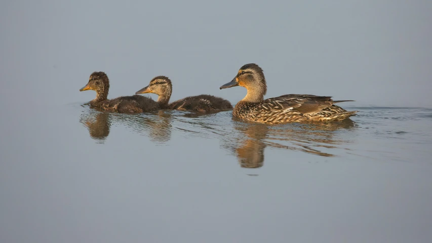 a group of ducks sitting on top of a lake