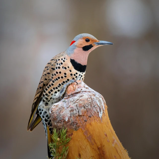 an image of a bird sitting on a tree nch