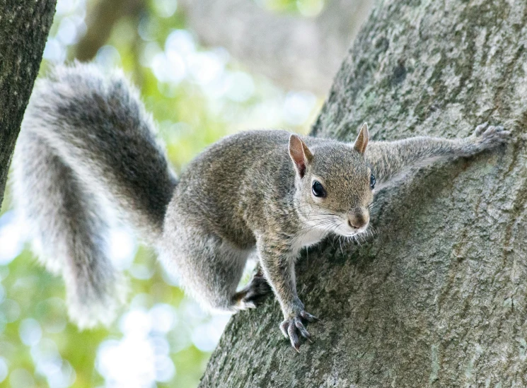 a squirrel is climbing on a tree limb